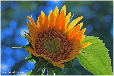 Sunflower June 11