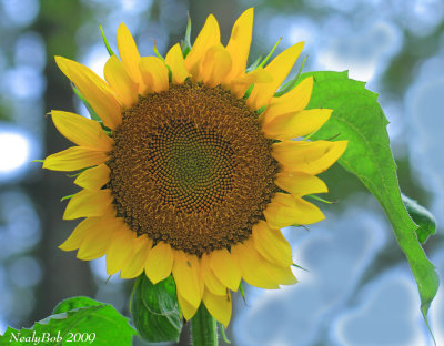 Sunflower June 13