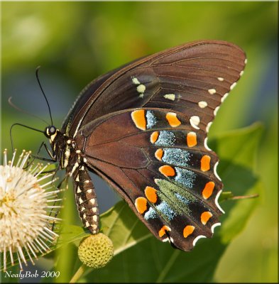 Spicebush Swallowtail Butterfly July 21