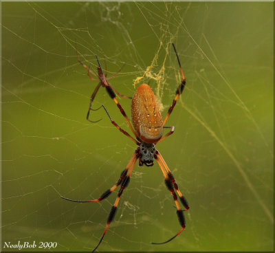 Spider August 6