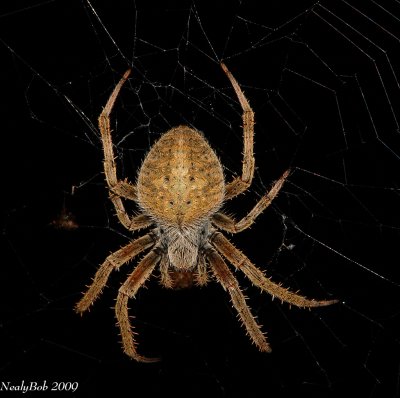 Creepy Spider August 10