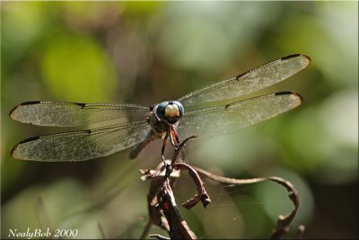 Dragon Fly August 12