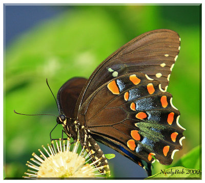 Spicebush Swallowtail Butterfly August 16