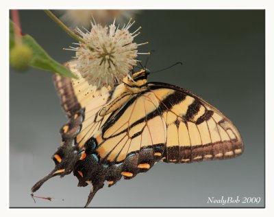 Tiger Swallowtail August 19