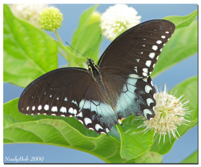 Spicebush Swallowtail August 22