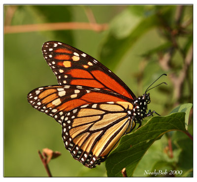 Viceroy Butterfly August 29