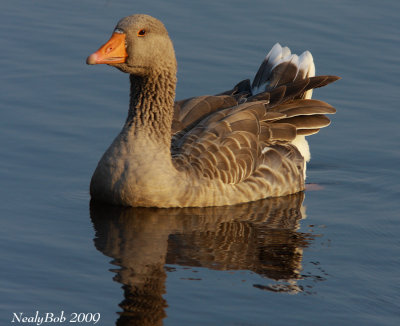 Toulouse Goose September 2