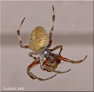 Spider Eating A Snack September 5