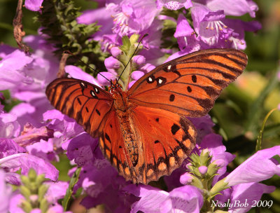 Gulf Fritillary October 13