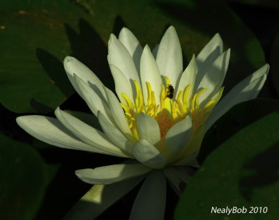 Water Lily June 20