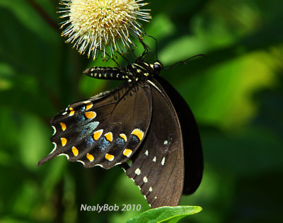 Spicebush Swallowtail Butterfly June 21