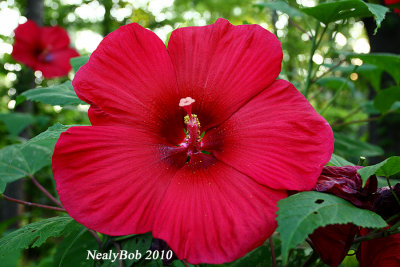 Hibiscus June 26