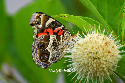 Painted Lady June 27