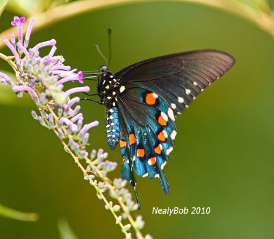 Pipevine Swallowtail July 17
