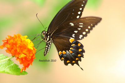 Spicebush Swallowtail July 18