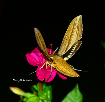 Hummingbird Moth August  8