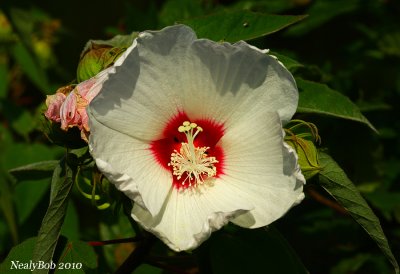 Hibiscus August 9