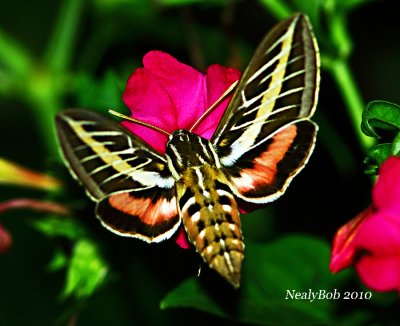 Hummingbird Moth August 14