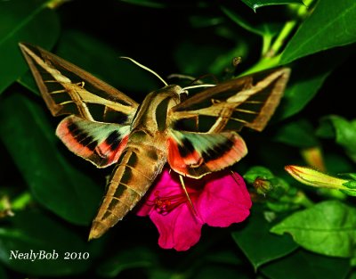 Hummingbird Moth