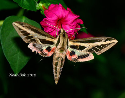 Hummingbird Moth August 19