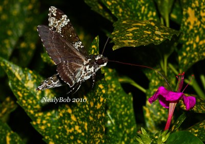 Hummingbird Moth