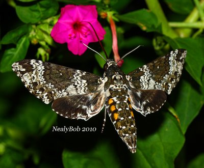 Hummingbird Moth