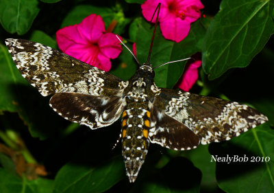 Tomato Hornworm Moth