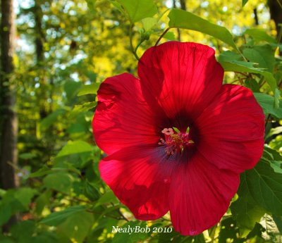 Hibiscus August 24