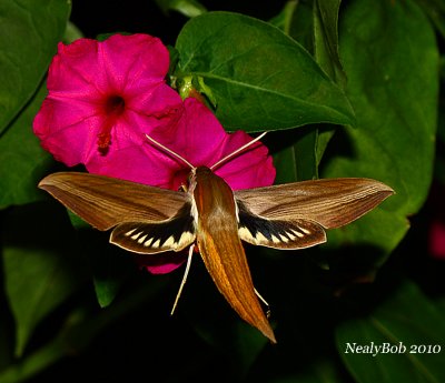 Hummingbird Moth August 25