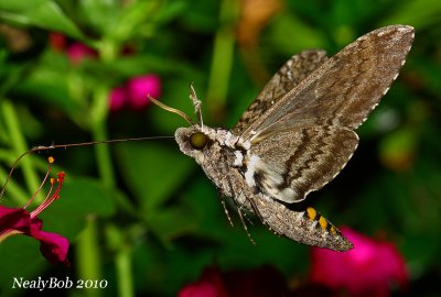 Hummingbird Moth August 26