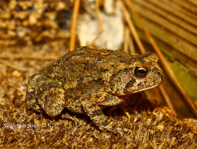 Toad August 30