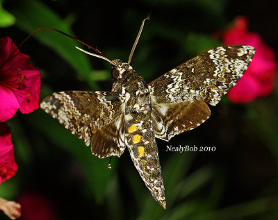 Hummingbird Moth September 1