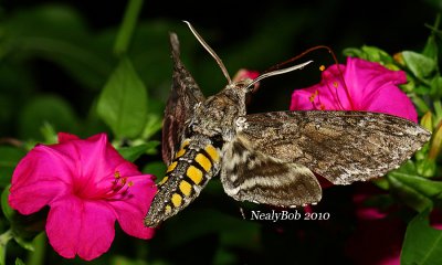 Hummingbird Moth