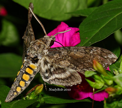 Hummingbird Moth September 3