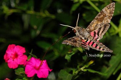 Hummingbird Moth  September 5