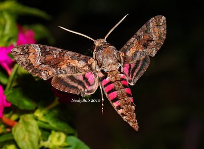 Pink Spotted Hawk Moth September 21