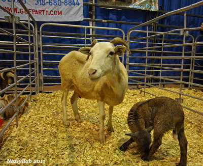 Goats January 19