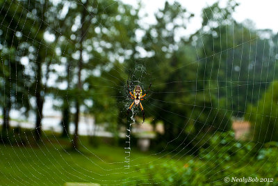 Spider's Web September 17