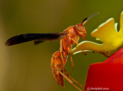 Red Wasp