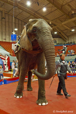Circus Elephant September 27
