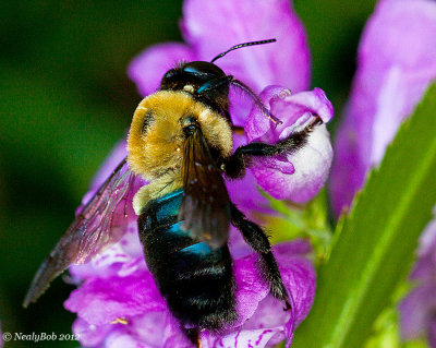 Bee Close-Up October 10