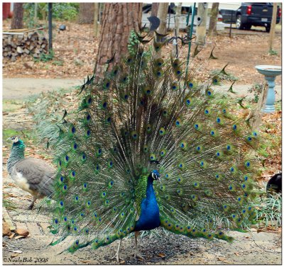 Peacock January 31