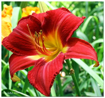 Day Lily February 1