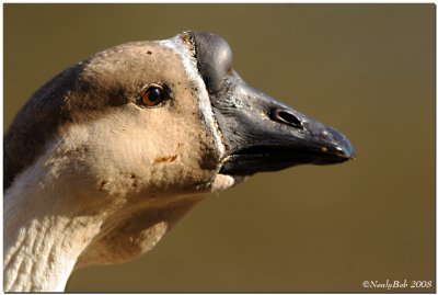 Goose Close-up February 7