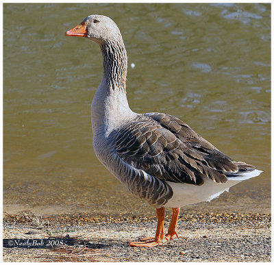 Goose February 15