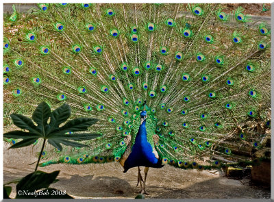 Peacock February 27 *
