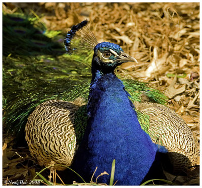Peacock February 28 *