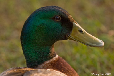 Mallard May 19