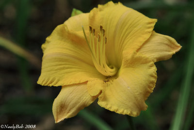 Day Lily & Critter May 24