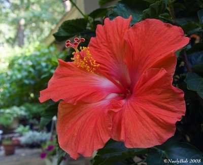Hibiscus May 27